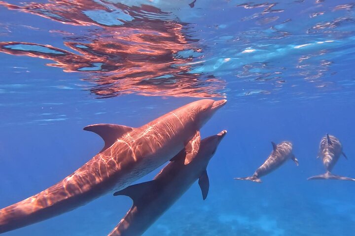 Gita in barca alla Dolphin House, Hurghada, per nuotare con i delfini e fare snorkeling, foto 27 | wizardtrip