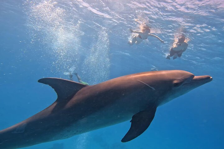 Gita in barca alla Dolphin House, Hurghada, per nuotare con i delfini e fare snorkeling, foto 28 | wizardtrip
