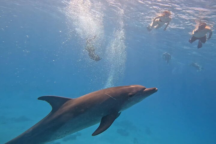 Gita in barca alla Dolphin House, Hurghada, per nuotare con i delfini e fare snorkeling, foto 29 | wizardtrip