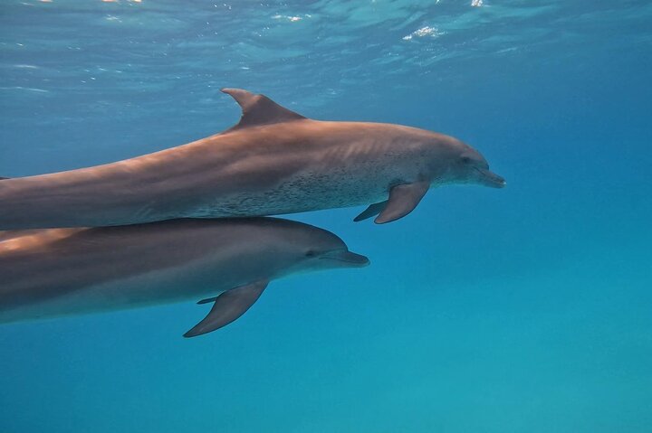 Gita in barca alla Dolphin House, Hurghada, per nuotare con i delfini e fare snorkeling, foto 30 | wizardtrip