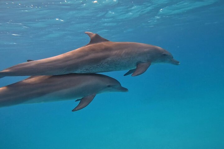 Gita in barca alla Dolphin House, Hurghada, per nuotare con i delfini e fare snorkeling, foto 31 | wizardtrip