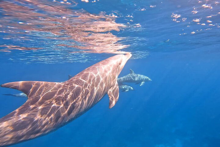 Gita in barca alla Dolphin House, Hurghada, per nuotare con i delfini e fare snorkeling, foto 32 | wizardtrip
