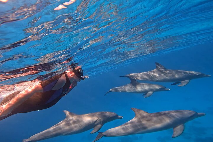 Gita in barca alla Dolphin House, Hurghada, per nuotare con i delfini e fare snorkeling, foto 33 | wizardtrip