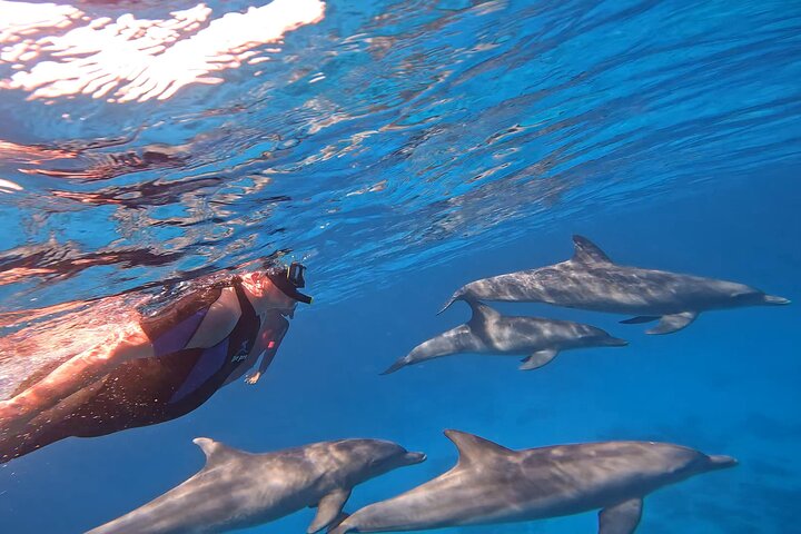 Gita in barca alla Dolphin House, Hurghada, per nuotare con i delfini e fare snorkeling, foto 34 | wizardtrip