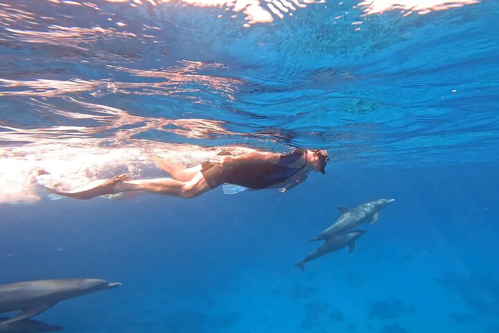 Gita in barca alla Dolphin House, Hurghada, per nuotare con i delfini e fare snorkeling, foto 36 | wizardtrip