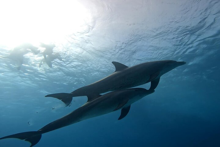 Gita in barca alla Dolphin House, Hurghada, per nuotare con i delfini e fare snorkeling, foto 37 | wizardtrip