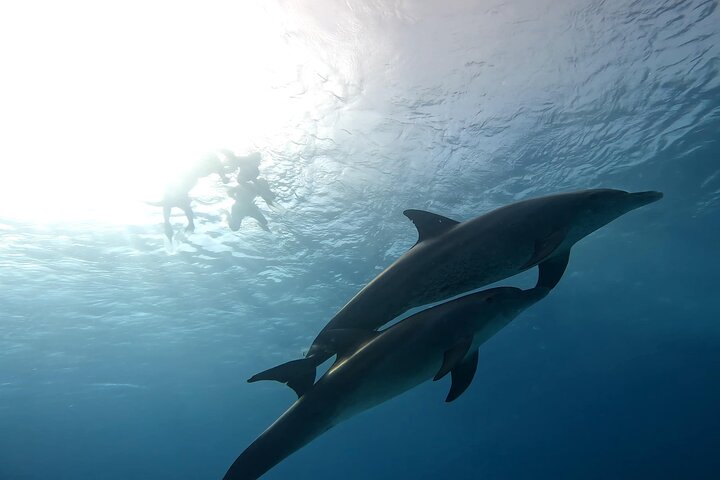 Gita in barca alla Dolphin House, Hurghada, per nuotare con i delfini e fare snorkeling, foto 38 | wizardtrip