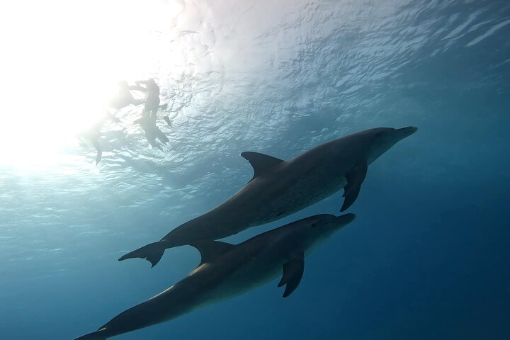 Gita in barca alla Dolphin House, Hurghada, per nuotare con i delfini e fare snorkeling, foto 39 | wizardtrip