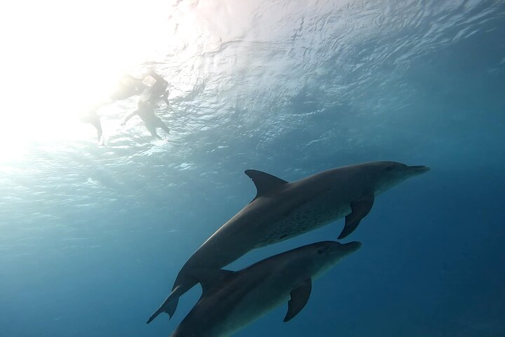 Gita in barca alla Dolphin House, Hurghada, per nuotare con i delfini e fare snorkeling, foto 40 | wizardtrip