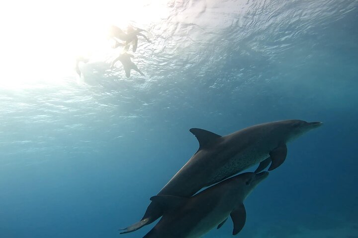 Gita in barca alla Dolphin House, Hurghada, per nuotare con i delfini e fare snorkeling, foto 41 | wizardtrip