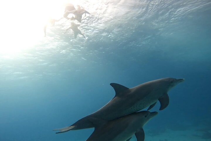 Gita in barca alla Dolphin House, Hurghada, per nuotare con i delfini e fare snorkeling, foto 42 | wizardtrip