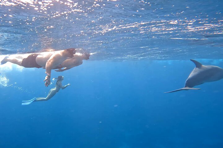 Gita in barca alla Dolphin House, Hurghada, per nuotare con i delfini e fare snorkeling, foto 43 | wizardtrip