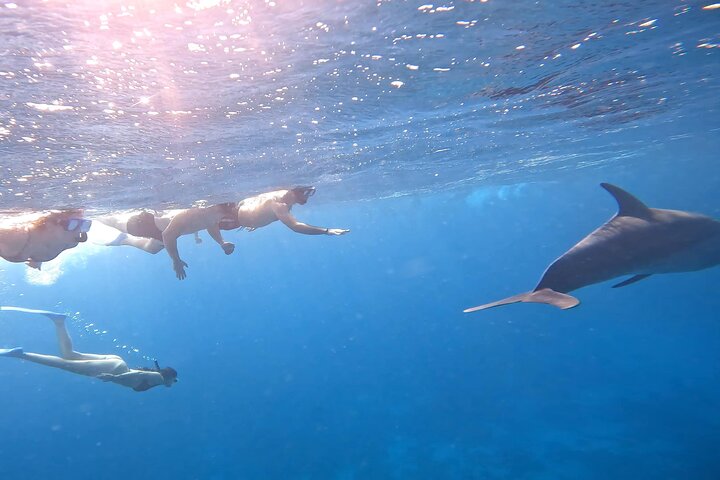 Gita in barca alla Dolphin House, Hurghada, per nuotare con i delfini e fare snorkeling, foto 44 | wizardtrip