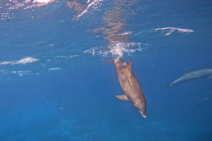 Gita in barca alla Dolphin House, Hurghada, per nuotare con i delfini e fare snorkeling, foto 45 | wizardtrip