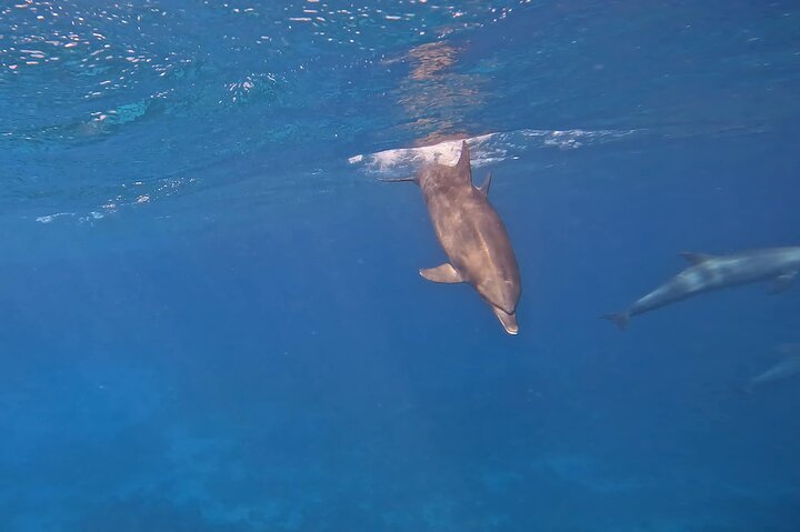 Gita in barca alla Dolphin House, Hurghada, per nuotare con i delfini e fare snorkeling, foto 46 | wizardtrip