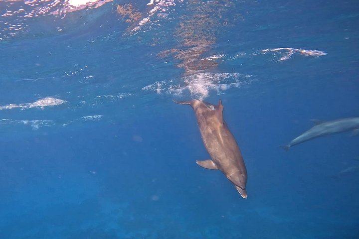Gita in barca alla Dolphin House, Hurghada, per nuotare con i delfini e fare snorkeling, foto 47 | wizardtrip