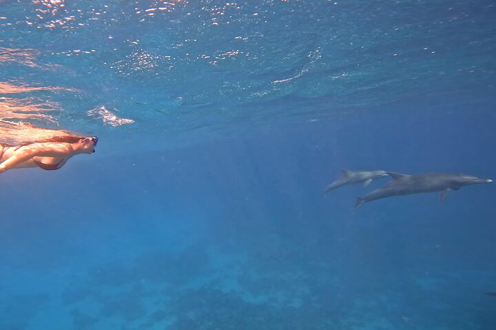 Gita in barca alla Dolphin House, Hurghada, per nuotare con i delfini e fare snorkeling, foto 48 | wizardtrip