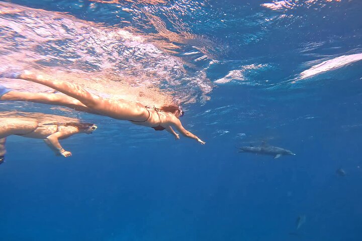 Gita in barca alla Dolphin House, Hurghada, per nuotare con i delfini e fare snorkeling, foto 49 | wizardtrip