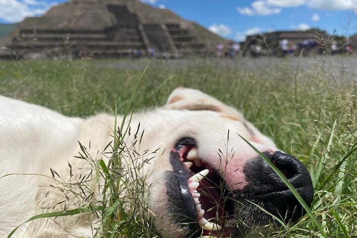 Visite matinale des pyramides de Teotihuacan avec la guide Angela, incluant transport et nourriture locale, photo 7 | wizardtrip