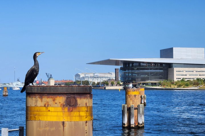 Passeio pelos destaques de Copenhaga com cruzeiro pelo canal e cerimónia da Troca da Guarda, foto 19 | wizardtrip