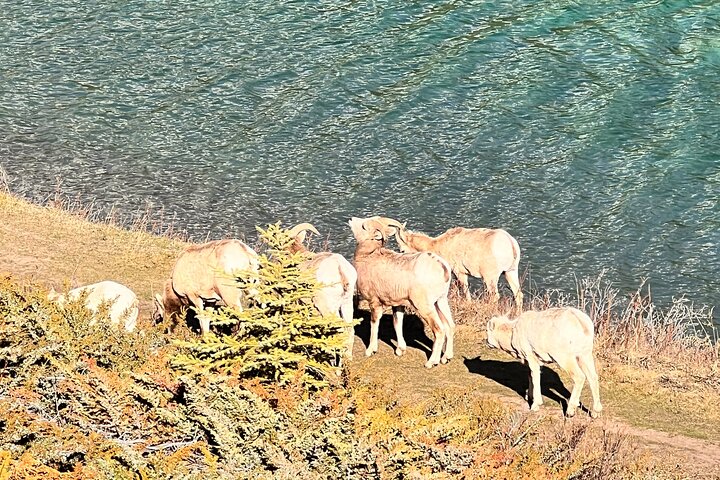 Naturskjønn tur til kanadiske Rocky Mountains-innsjøer og Banff by, inkludert Lake Louise og Moraine Lake, foto 15 | wizardtrip