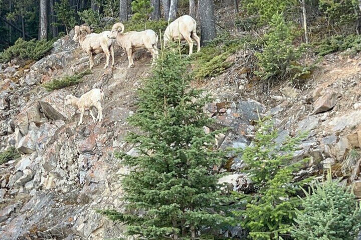 Naturskjønn tur til kanadiske Rocky Mountains-innsjøer og Banff by, inkludert Lake Louise og Moraine Lake, foto 20 | wizardtrip