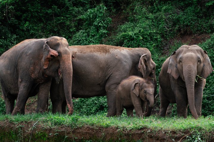 Excursión a Chiang Mai: Santuario de Elefantes, Balsas de Bambú y Cascada | wizardtrip