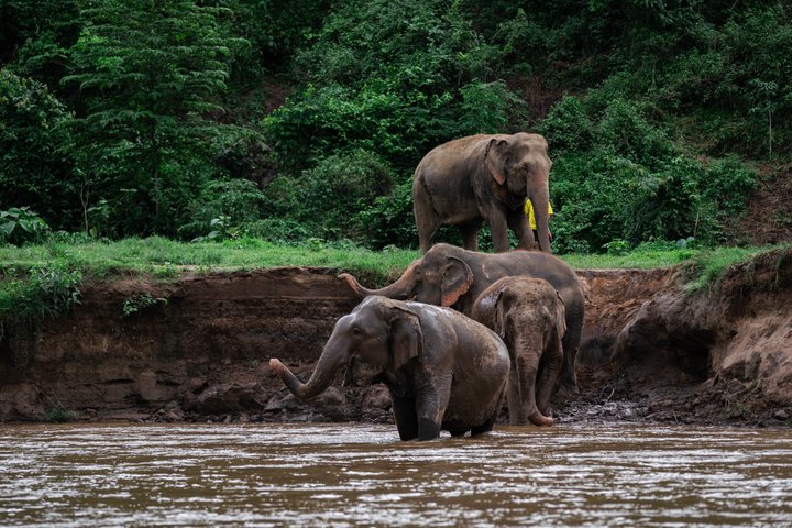 Découvrez un sanctuaire éthique d'éléphants, du rafting sur bambou et des cascades lors d'une excursion d'une journée depuis Chiang Mai, photo 7 | wizardtrip