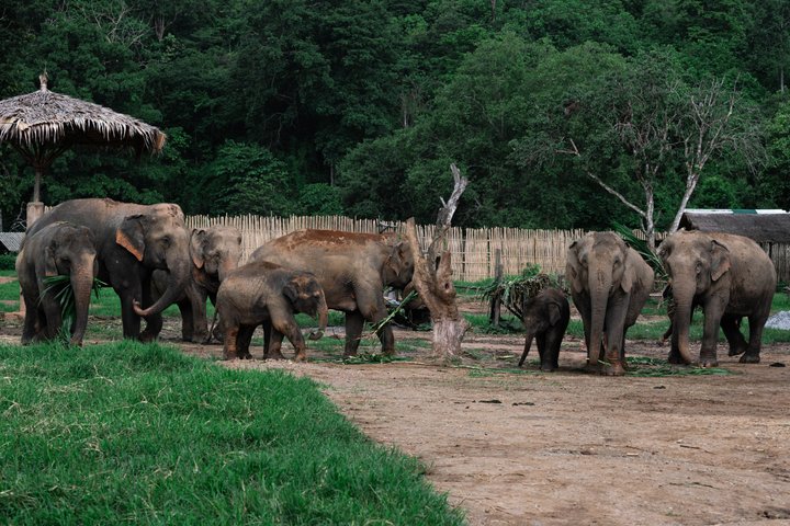 Découvrez un sanctuaire éthique d'éléphants, du rafting sur bambou et des cascades lors d'une excursion d'une journée depuis Chiang Mai, photo 9 | wizardtrip