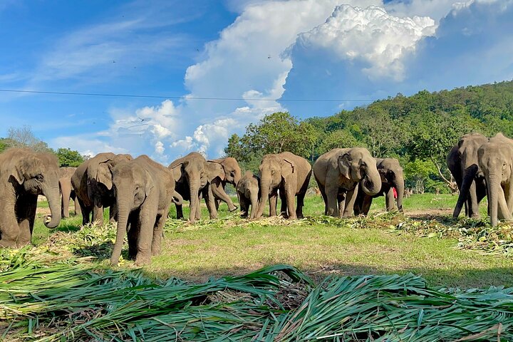 Découvrez un sanctuaire éthique d'éléphants, du rafting sur bambou et des cascades lors d'une excursion d'une journée depuis Chiang Mai, photo 10 | wizardtrip