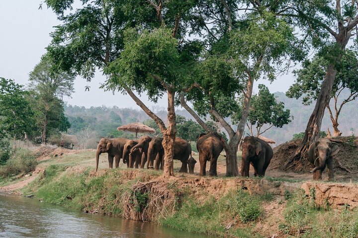 Découvrez un sanctuaire éthique d'éléphants, du rafting sur bambou et des cascades lors d'une excursion d'une journée depuis Chiang Mai, photo 11 | wizardtrip