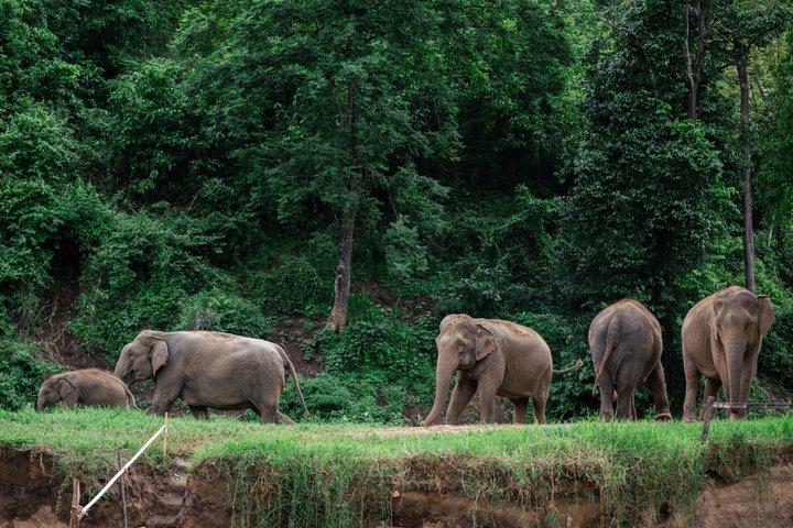 Découvrez un sanctuaire éthique d'éléphants, du rafting sur bambou et des cascades lors d'une excursion d'une journée depuis Chiang Mai, photo 12 | wizardtrip
