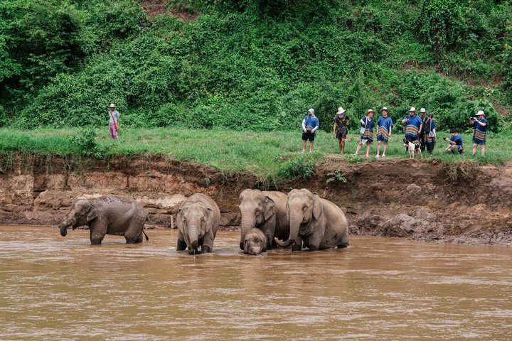 Découvrez un sanctuaire éthique d'éléphants, du rafting sur bambou et des cascades lors d'une excursion d'une journée depuis Chiang Mai, photo 13 | wizardtrip