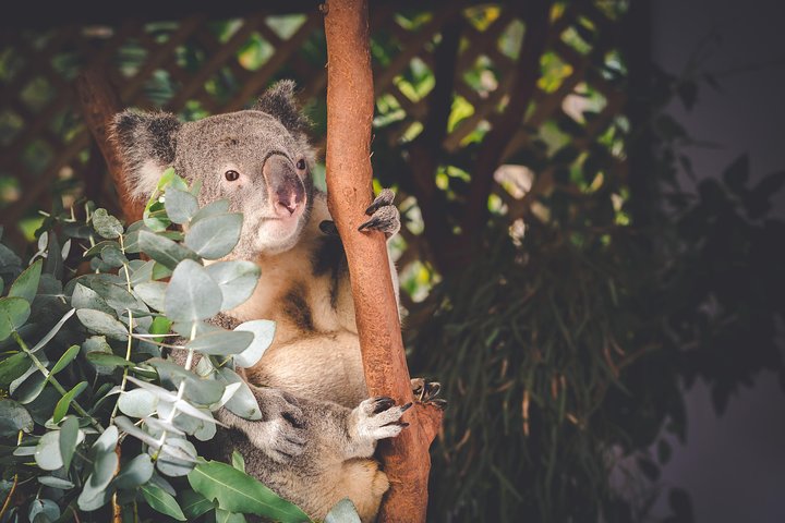 Tour in kleine groep die de Blue Mountains vanuit Sydney verkent, met wildlife, bushwalks en iconische monumenten, foto 6 | wizardtrip