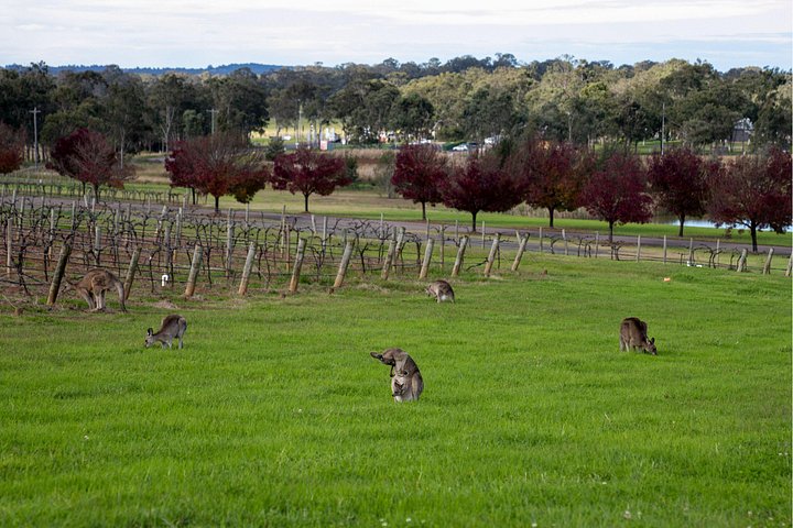 Smågruppetur fra Sydney til Hunter Valley, med vingårder, vinsmaking og ost, foto 9 | wizardtrip