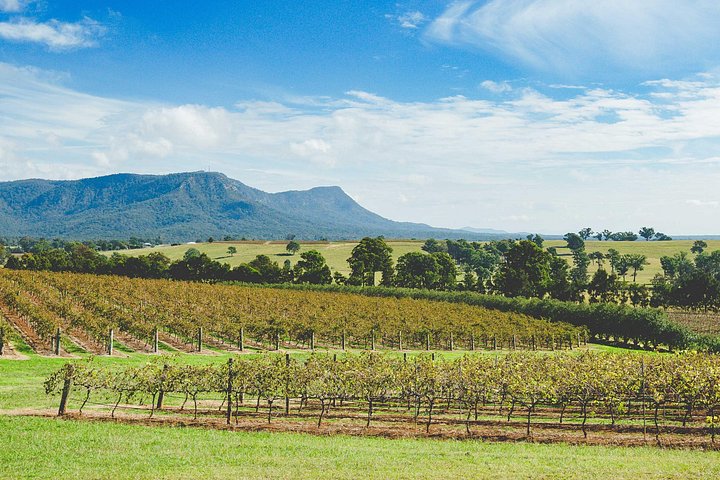 Smågruppetur fra Sydney til Hunter Valley, med vingårder, vinsmaking og ost, foto 11 | wizardtrip