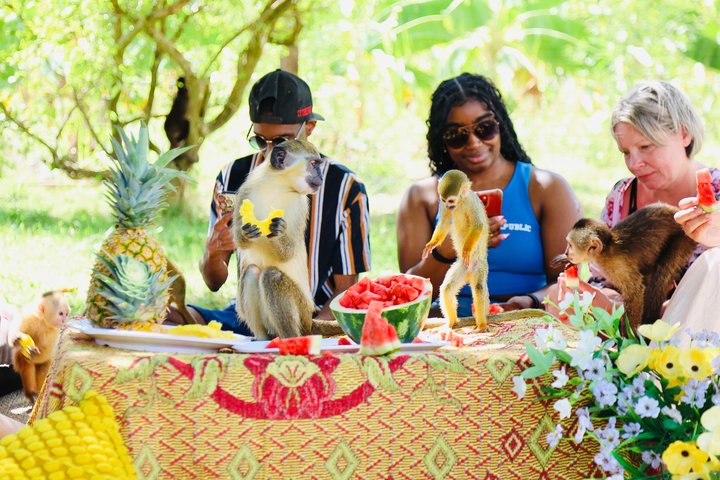 Visite Éducative de la Maison des Singes à Punta Cana avec Transferts | wizardtrip