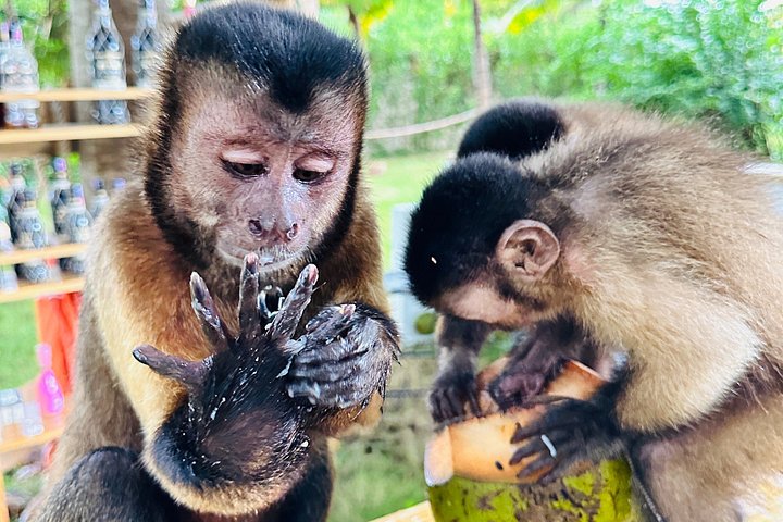 Visite éducative pour observer des singes dans leur habitat naturel à Punta Cana, République Dominicaine, photo 6 | wizardtrip