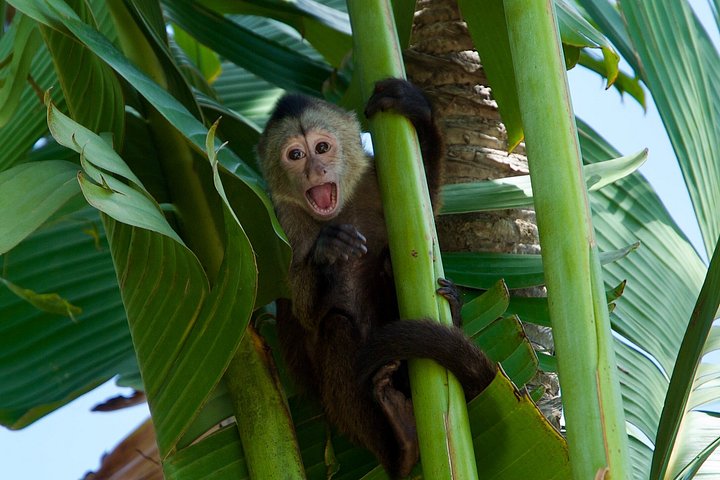 Visite éducative pour observer des singes dans leur habitat naturel à Punta Cana, République Dominicaine, photo 7 | wizardtrip