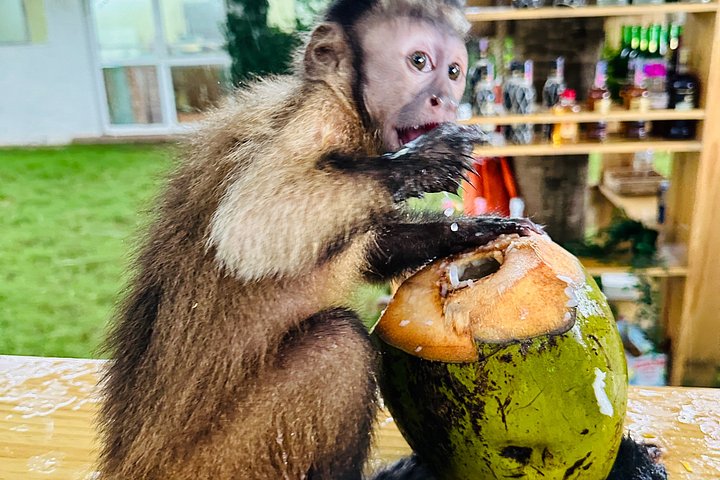 Visite éducative pour observer des singes dans leur habitat naturel à Punta Cana, République Dominicaine, photo 8 | wizardtrip