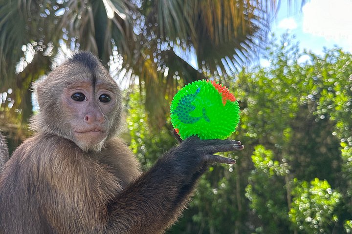 Visite éducative pour observer des singes dans leur habitat naturel à Punta Cana, République Dominicaine, photo 9 | wizardtrip