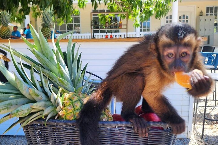 Visite éducative pour observer des singes dans leur habitat naturel à Punta Cana, République Dominicaine, photo 10 | wizardtrip