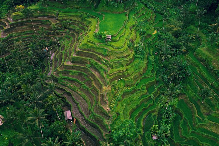 Visite guidée privée des sites incontournables d'Ubud, y compris la forêt des singes, les rizières et les temples, photo 23 | wizardtrip