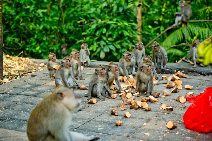 Visite guidée privée des sites incontournables d'Ubud, y compris la forêt des singes, les rizières et les temples, photo 35 | wizardtrip