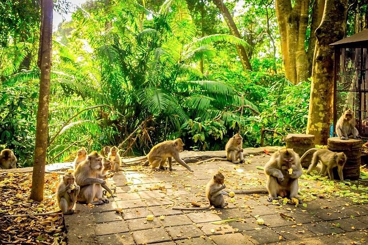 Visite guidée privée des sites incontournables d'Ubud, y compris la forêt des singes, les rizières et les temples, photo 40 | wizardtrip