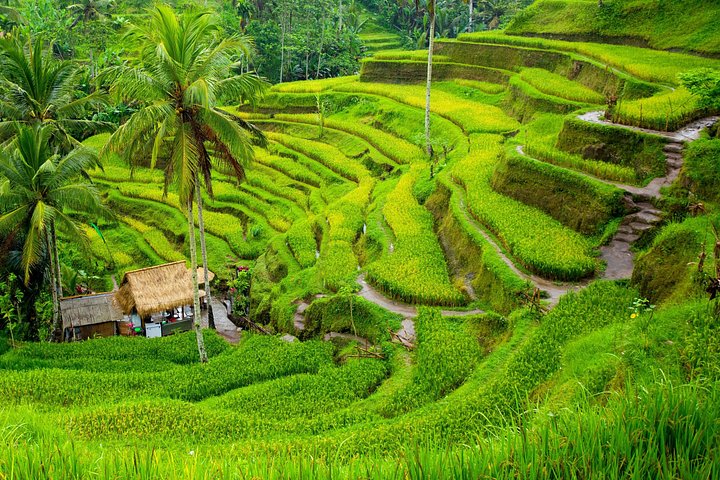 Privé tour die Ubud's watervallen, tempels en rijstterrassen verkent met optionele schommels, foto 31 | wizardtrip