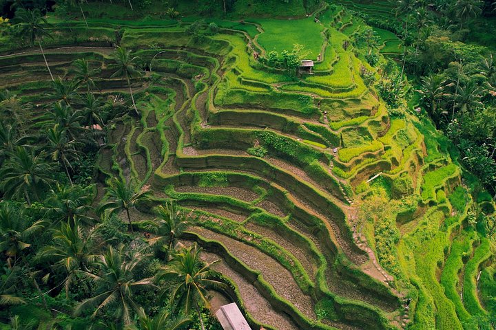 Privé tour die Ubud's watervallen, tempels en rijstterrassen verkent met optionele schommels, foto 36 | wizardtrip