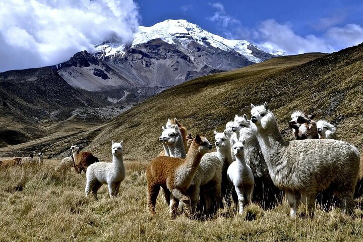 Scenic bus journey through the Andes on the Route of the Sun from Cusco to Puno, Peru, photo 11 | wizardtrip