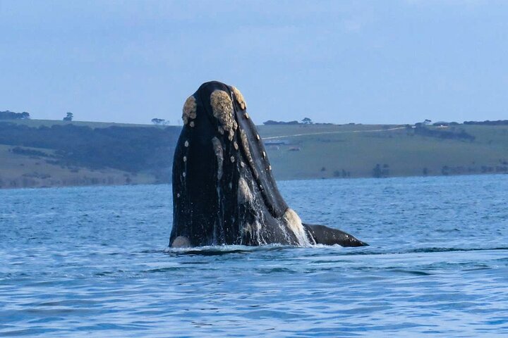 Crociera safari costiero a Kangaroo Island con avvistamento fauna selvatica e panorami, foto 6 | wizardtrip