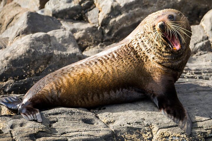 Crociera safari costiero a Kangaroo Island con avvistamento fauna selvatica e panorami, foto 8 | wizardtrip